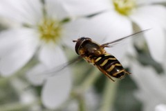Lapposyrphus aberrantis