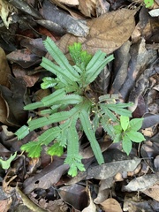 Selaginella doederleinii