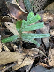 Selaginella doederleinii