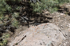 Sceloporus graciosus