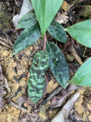 Etlingera brevilabrum