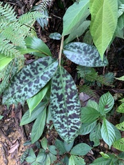 Etlingera brevilabrum