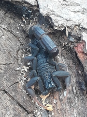 Hottentotta judaicus