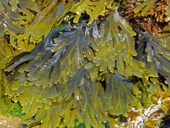 Fucus serratus