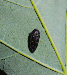 Acmaeodera dolorosa