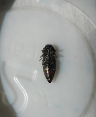 Acmaeodera dolorosa