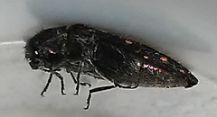 Acmaeodera dolorosa