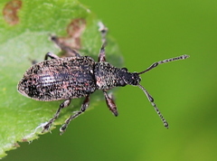 Phyllobius pyri