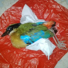 Pitta moluccensis