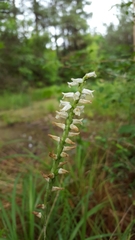 Spiranthes praecox