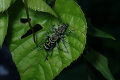 Chlorophorus reductus