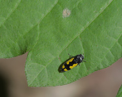 Ptosima gibbicollis