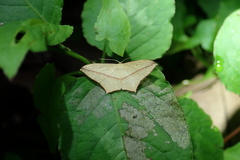 Timandra convectaria