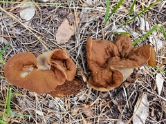 Gyromitra perlata