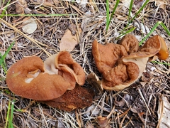 Gyromitra perlata