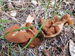 Gyromitra perlata