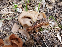 Gyromitra perlata
