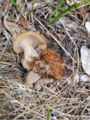 Gyromitra perlata