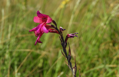 Gladiolus communis byzantinus