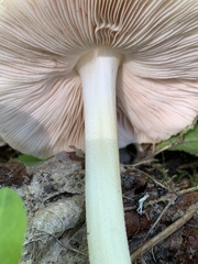 Pluteus tomentosulus
