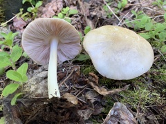 Pluteus tomentosulus