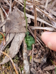 Pterostylis parviflora