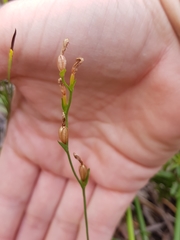 Pterostylis parviflora