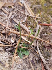 Pterostylis parviflora