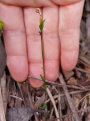 Pterostylis parviflora