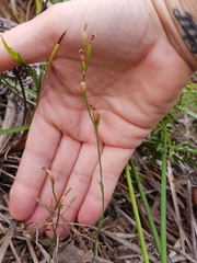 Pterostylis parviflora