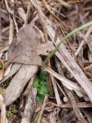 Pterostylis parviflora