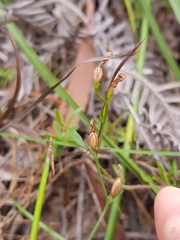 Pterostylis parviflora