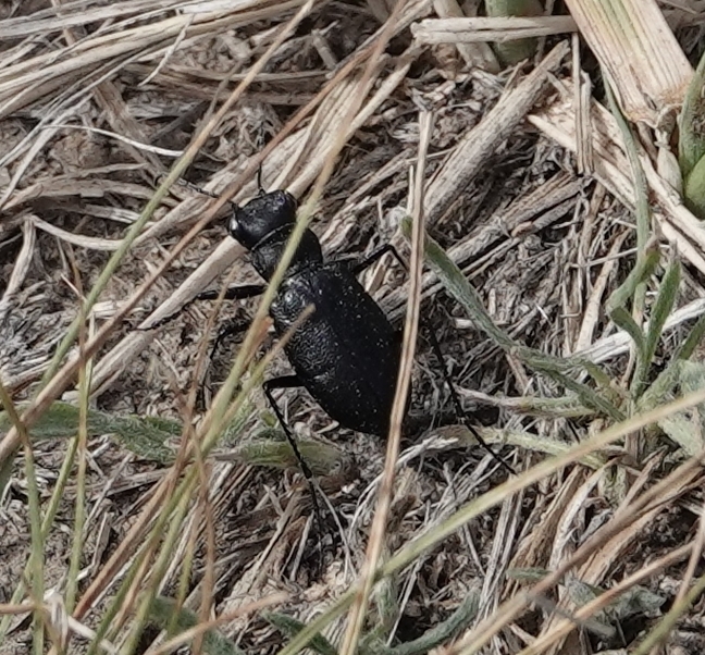 Prairie Long-lipped Tiger Beetle
