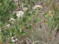 Rubus pascuus