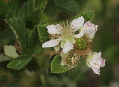 Rubus pascuus