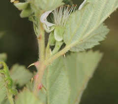 Rubus pascuus