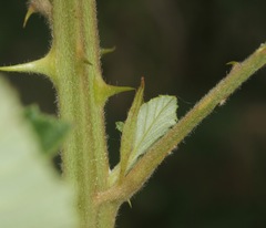 Rubus pascuus