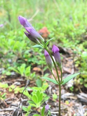 Gentianella propinqua