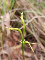 Cryptostylis subulata