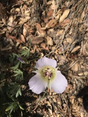 Calochortus ambiguus
