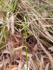 Cryptostylis subulata
