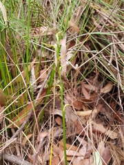Cryptostylis subulata