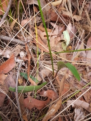 Cryptostylis subulata