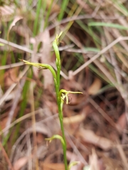 Cryptostylis subulata