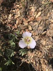 Calochortus ambiguus