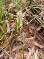 Cryptostylis subulata