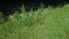 Physostegia angustifolia