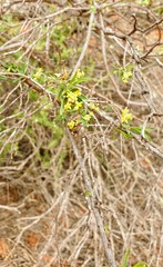 Pimelea microcephala