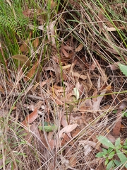 Cryptostylis subulata