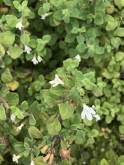 Clinopodium chandleri